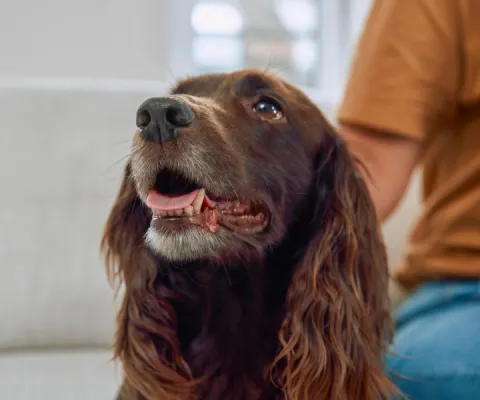 brown dog