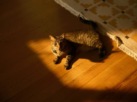 pet 3