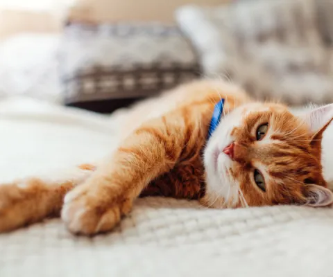 cat lying on a bed
