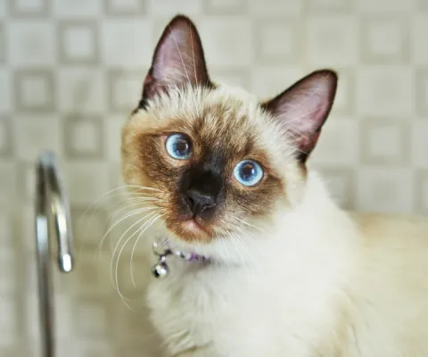 cat with blue eyes