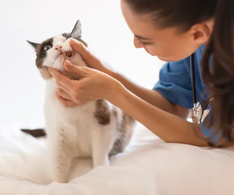 vet checking a cat's gums