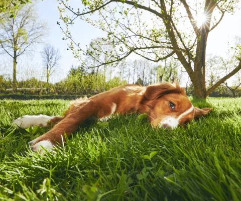 dog lying in the grass