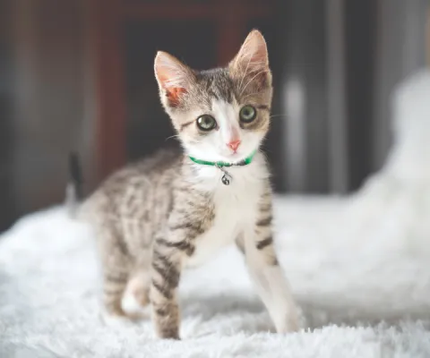 kitten on a rug