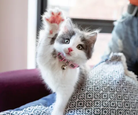 kitten showing its paw