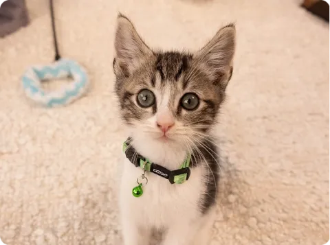 kitten