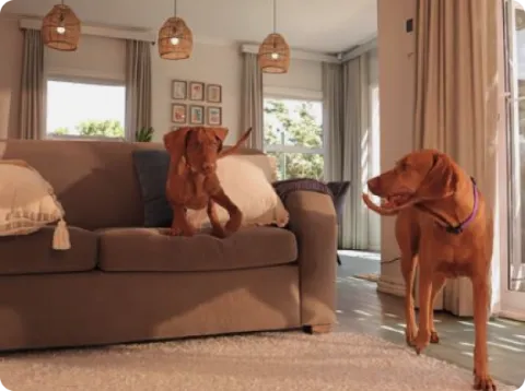 dogs playing on a couch