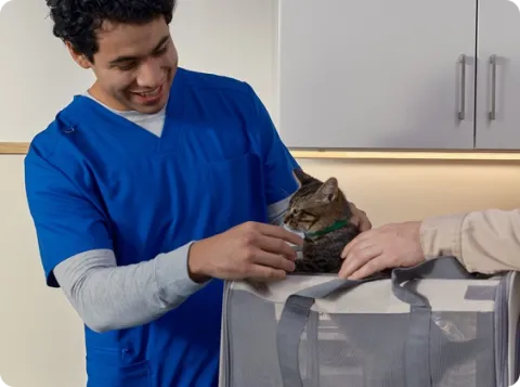 vet examining a kitten