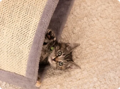 kitten under a blanket