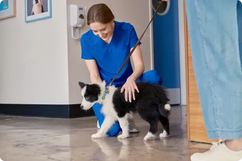 vet comforting a puppy