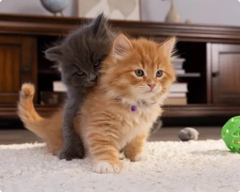 two kittens playing
