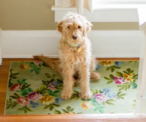 dog waiting on a rug