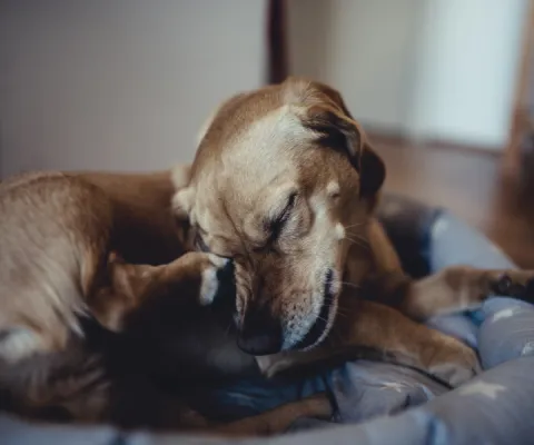 dog scratching