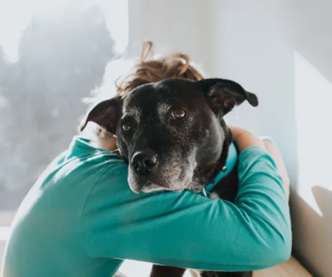 person hugging their dog
