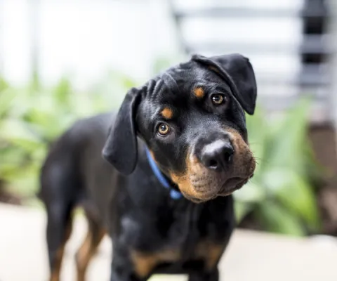 dog tilting its head