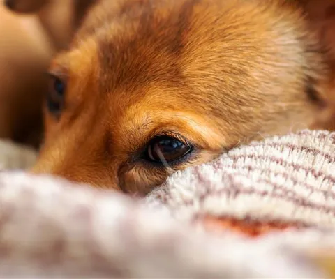 close up of a dogs face
