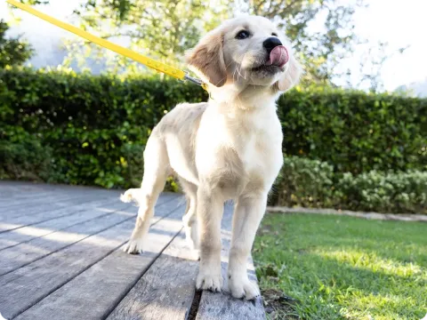 puppy licking its nose