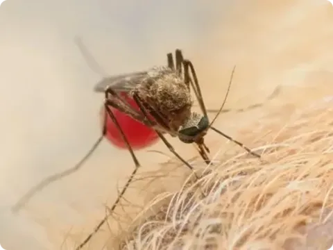 close up of a mosquito in fur