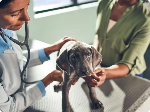 vet examining puppy