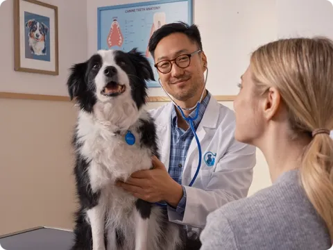 vet examining a dog with stethoscope
