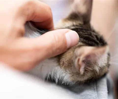 looking for flea dirt in a kitten's fur
