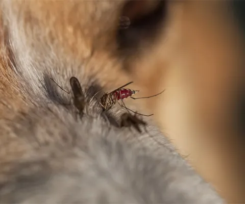 mosquito in fur