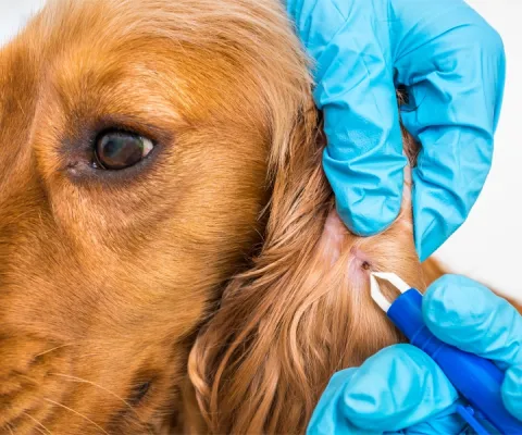 removing a tick from a dog's ear