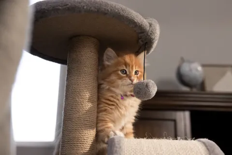 kitten