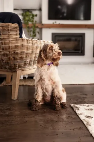 dog in livingroom