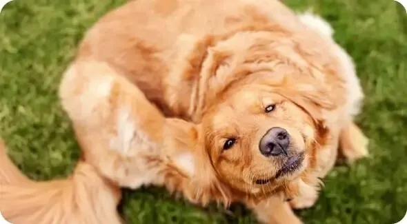 flea questions - scratching golden retriever 