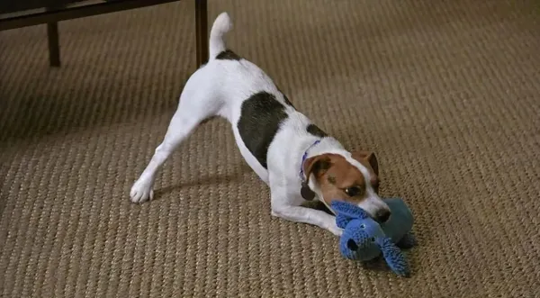 fleas - dog playing with toy on carpet