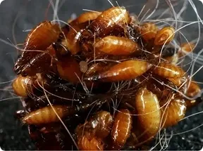 cluster of flea eggs