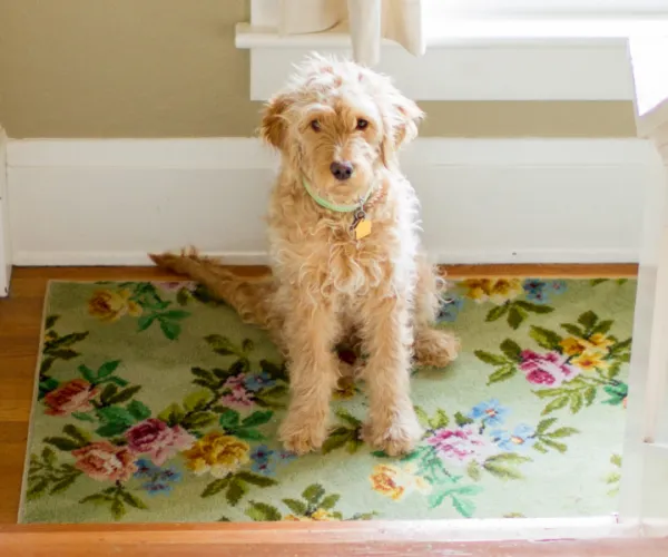 dog waiting on a rug