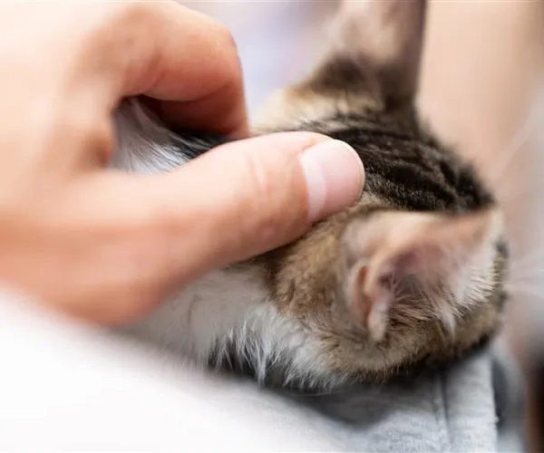looking for flea dirt in a kitten's fur
