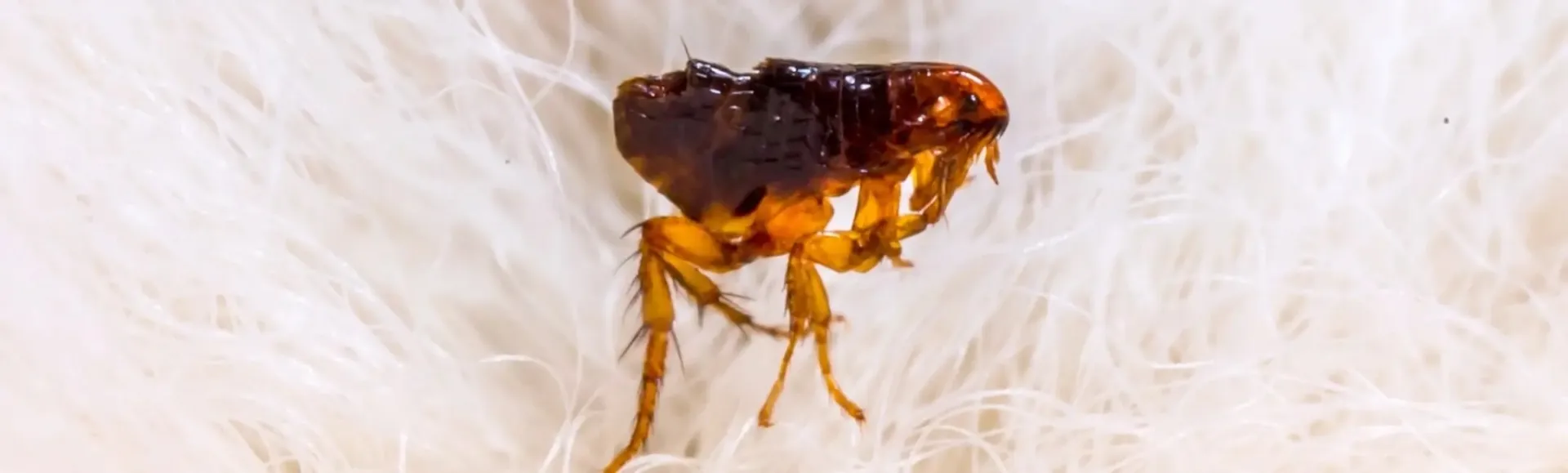 power of flea protection hero
