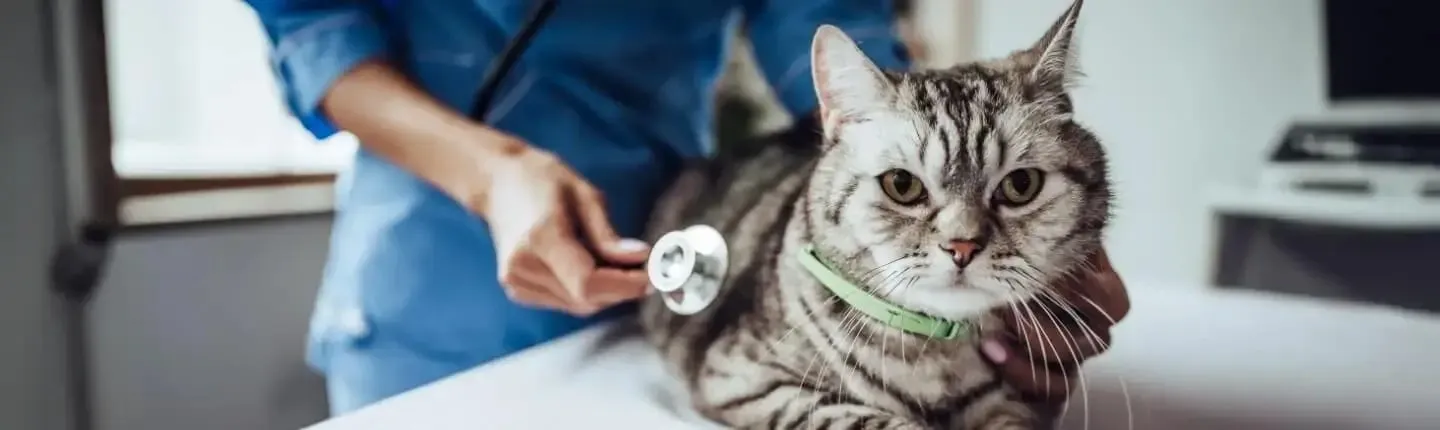 Tapeworm - grey cat at vets
