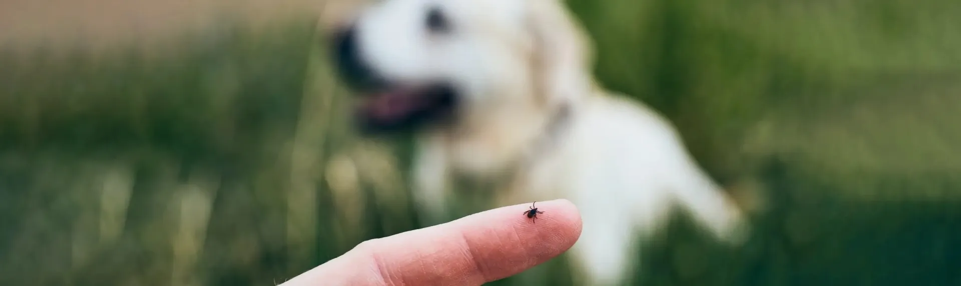 tick on finger with dog in background