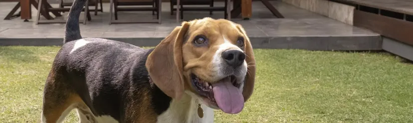 beagle roundworms on dogs