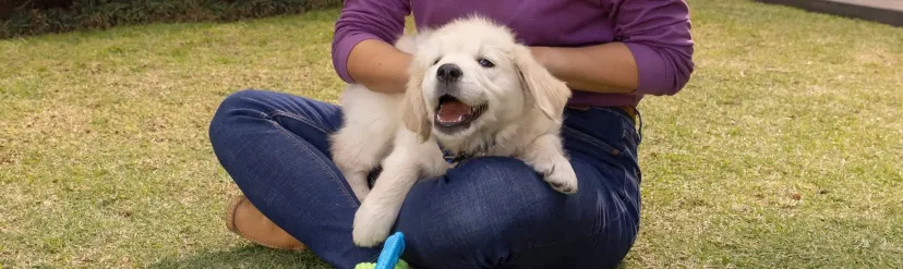 white labrador puppy on lap