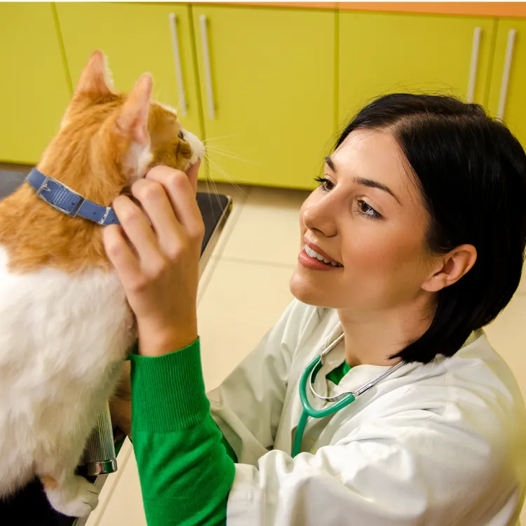 vet examining a cat