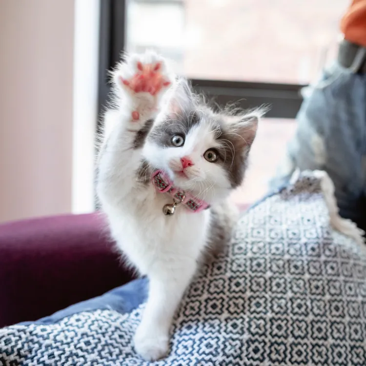 kitten showing its paw