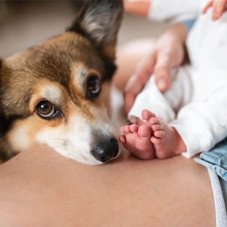 dog with baby