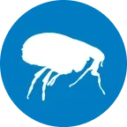  Fleas